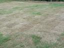 Grass lawn with patchy brown and green areas across a mowed field