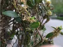 Box tree moth larva, webbing, and leaf damage. .S.D. Frank, NCSU