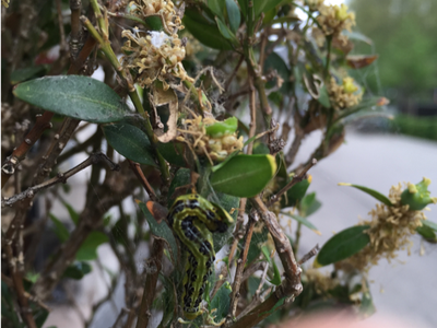 Box tree moth larva, webbing, and leaf damage. .S.D. Frank, NCSU