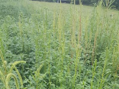 Palmer Pigweed
