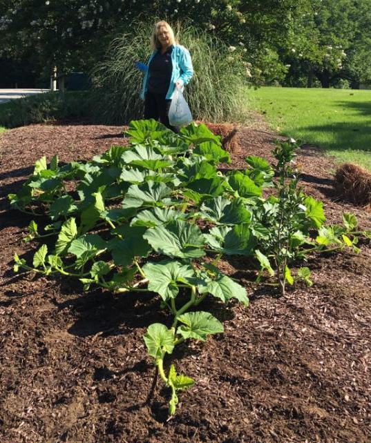 Multiple pumpkins growing