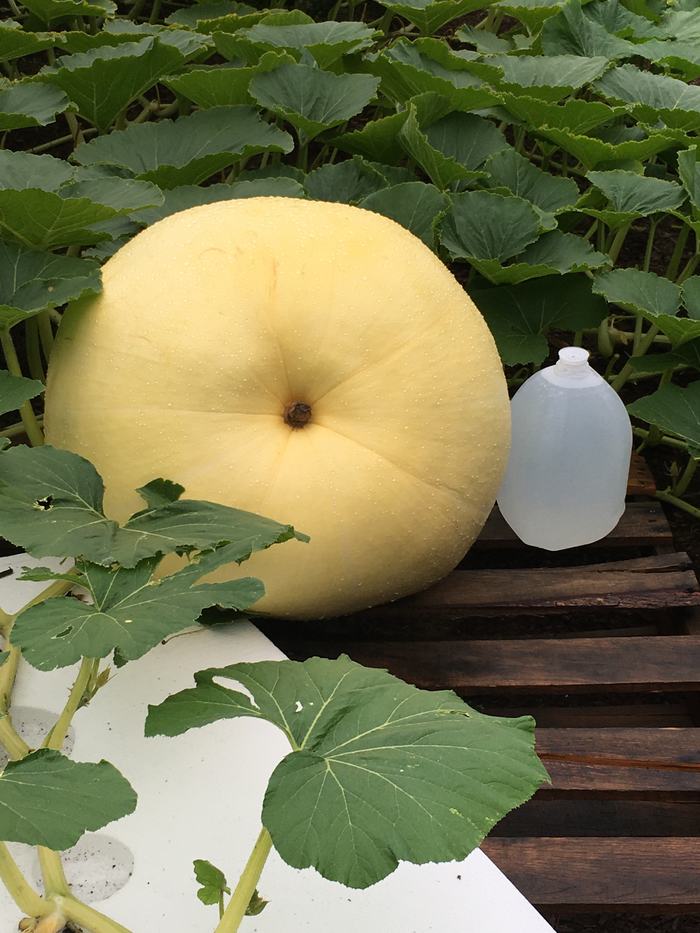 Pumpkin with water jug