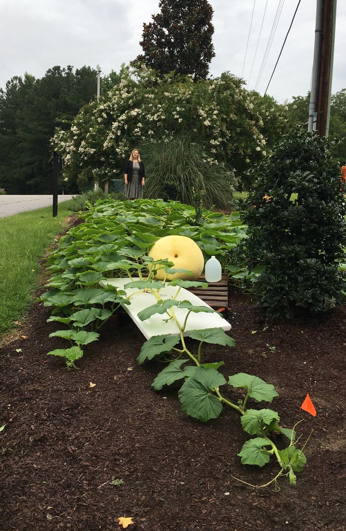 Pumpkin plant