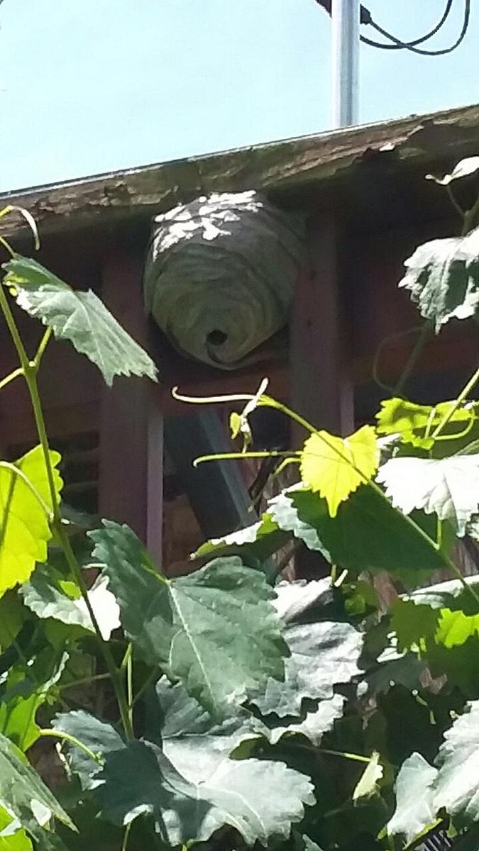 European hornet nest