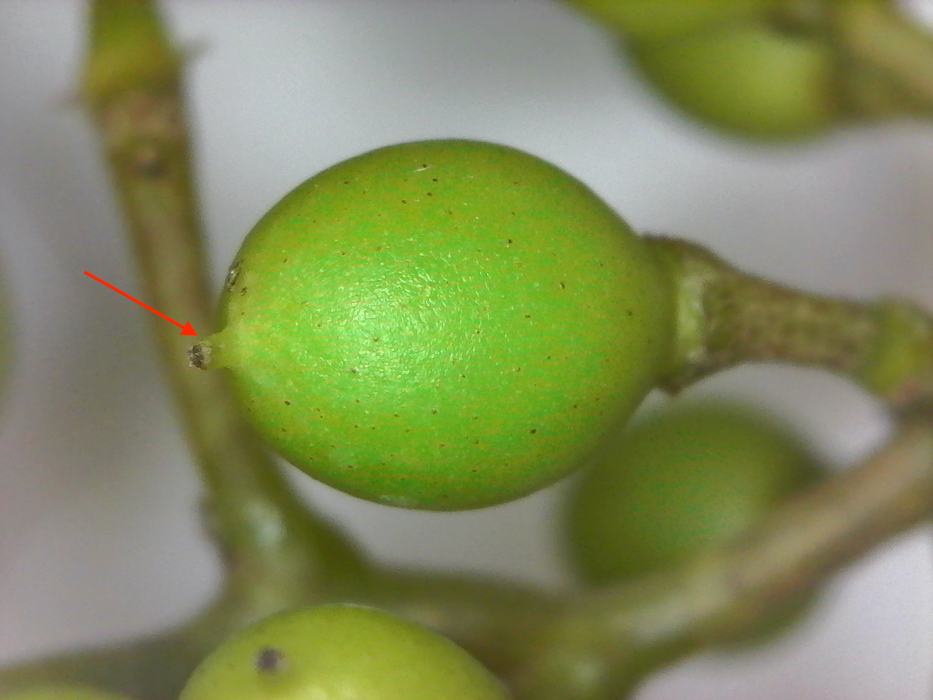 Developing fruit on vine