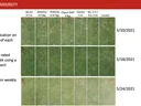 Turf treatment grid: Secure, Maxtima, Posterity, Chipco26GT, Daconil, Sec.+Pos., Control — photos 5/10, 5/18, 5/24/2021