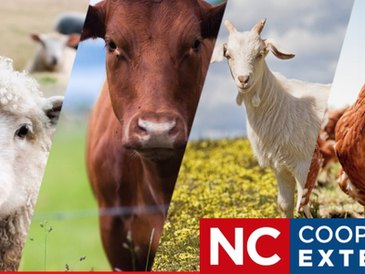 Chicken, sheep, cow, goat, chicken panels with NC Cooperative Extension logo