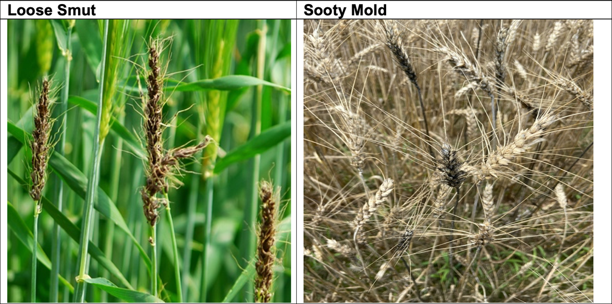 example of loose smut and sooty mold