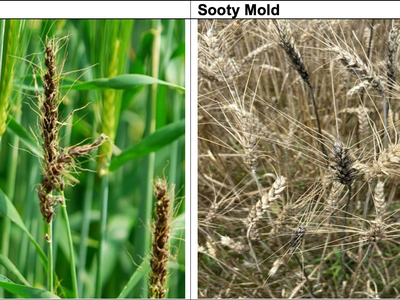 picture of loose smut and sooty mold