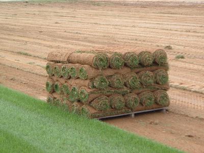A pallet of sod ready for shipment. Most pallet sizes are commonly sold in ranges between 400, 450, or 500 sq. ft. in size. (Credit: Max Wahrhaftig)