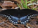 Black swallowtail butterfly with blue and white markings resting on pine needles