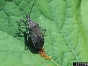 Squash Bug