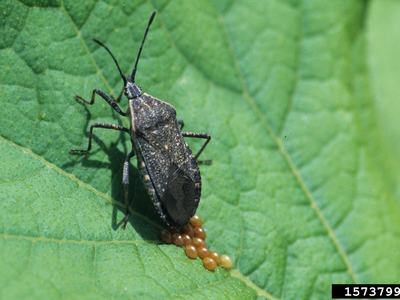 Squash Bug
