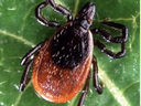 Black and reddish-brown tick resting on a green leaf