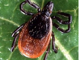 Black and reddish-brown tick resting on a green leaf