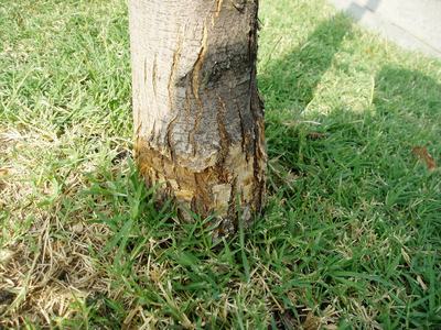 Without a buffer between the lawn and tree trunks damage is likely. Such is the case with this cherry tree. There is nothing to be done once the damage has taken place. A mulch buffer would have prevented this damage form the weedeater. (Credit Casey Tree