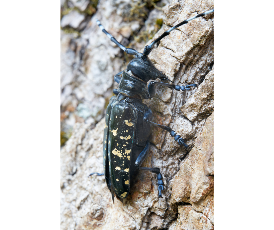 Asian Longhorned Beetle