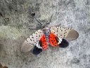 Spotted lanternfly