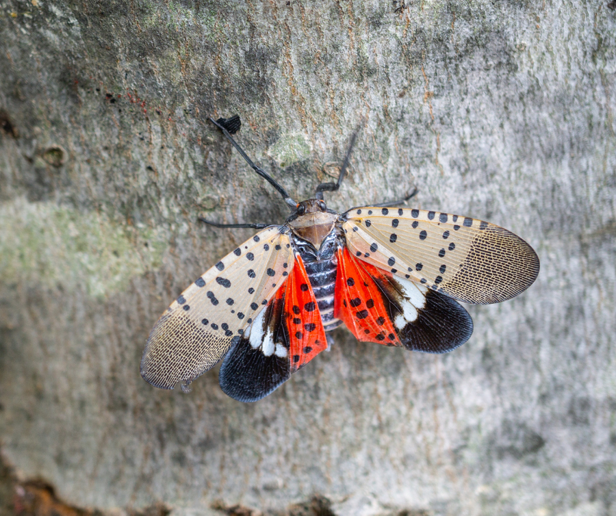 Spotted lanternfly