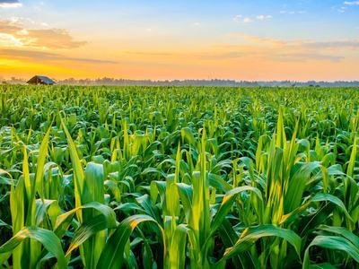 Corn field of young green stalks at sunrise with small barn on the horizon