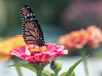Monarch butterfly feeding on a pink zinnia flower