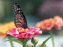 Monarch butterfly feeding on a pink zinnia flower