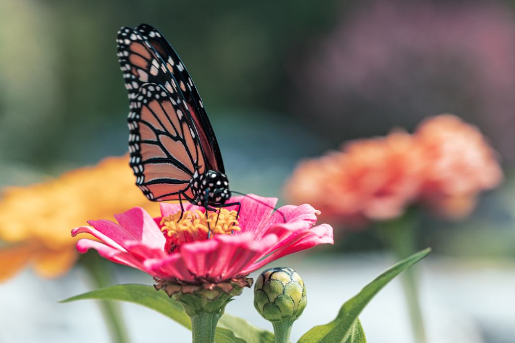 Butterfly on flower