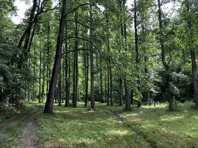 Forest clearing with tall trees and two narrow dirt paths diverging