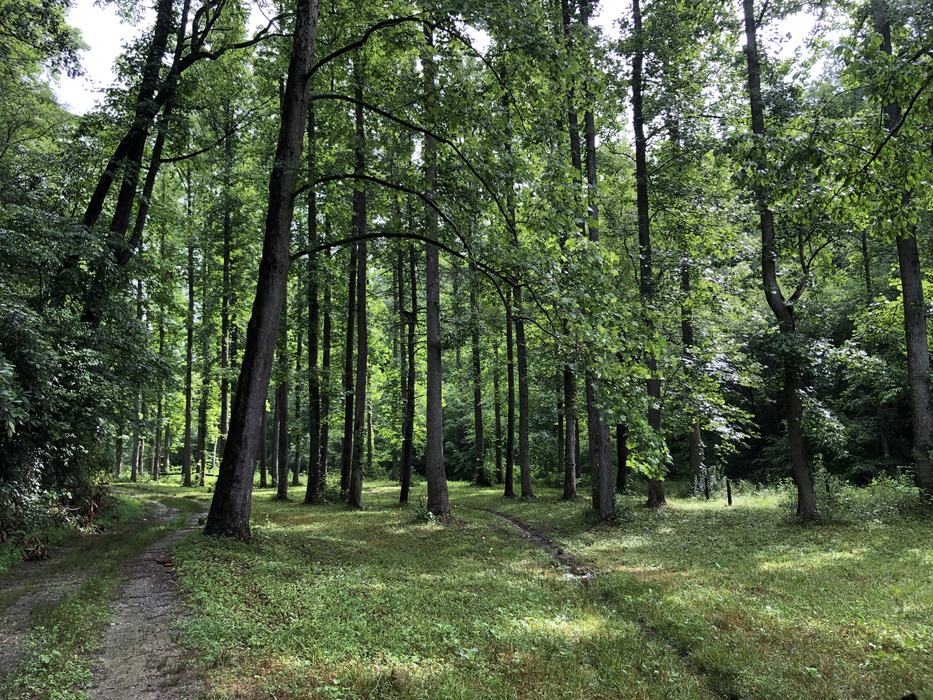 Two paths cut through a wooded area