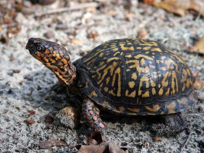 box turtle