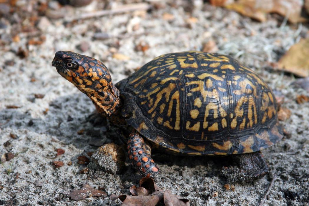 box turtle