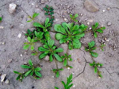 carpetweed