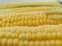 Three ears of shucked corn laying on a flat surface