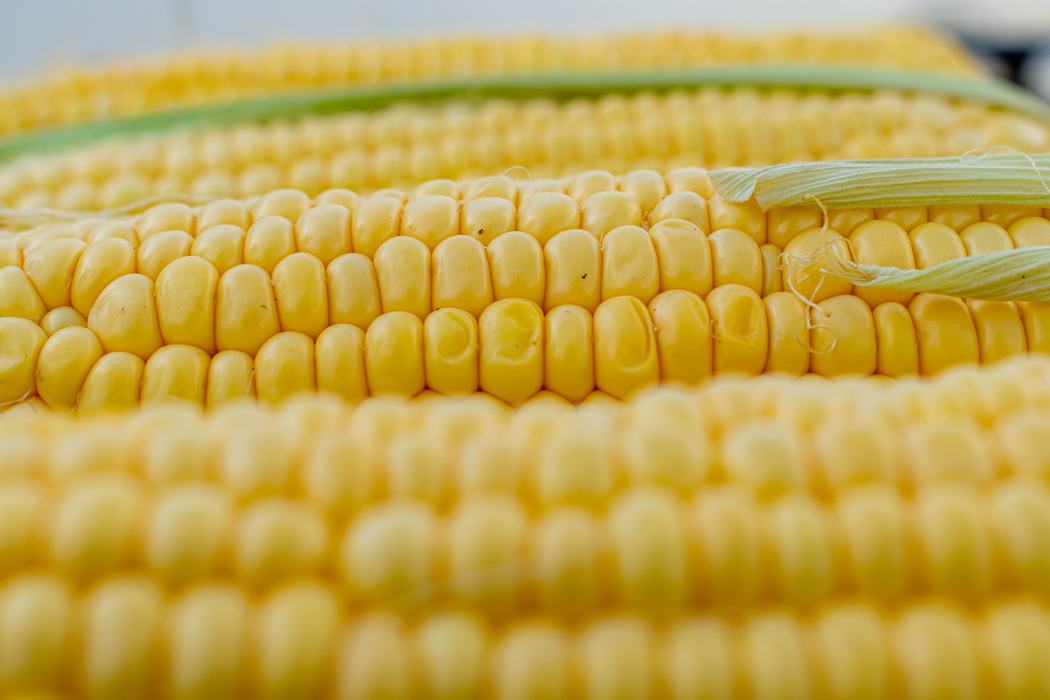 Three ears of shucked corn laying on a flat surface