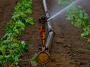 irrigation in garden