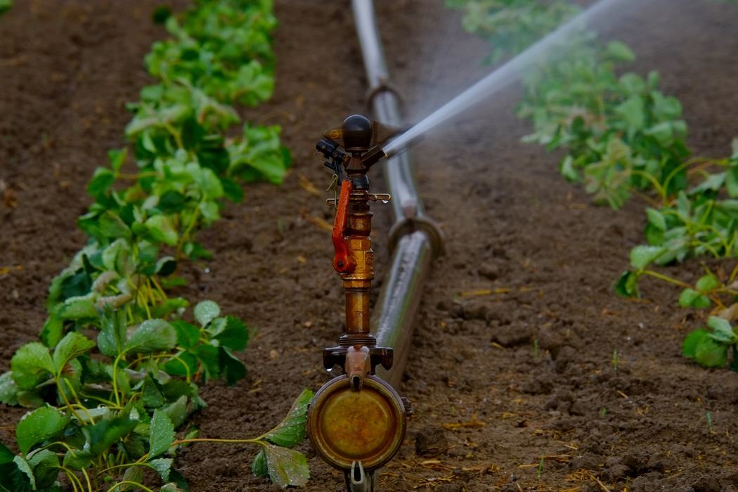 irrigation in garden