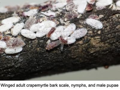 scale disease on bark