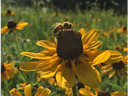 Bee perched on dark-centered yellow coneflower in a field of similar flowers