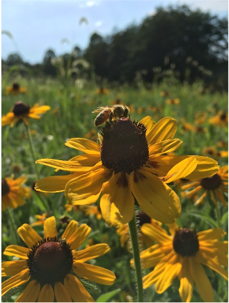 Bee on a sunflower