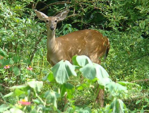 Deer in a garden