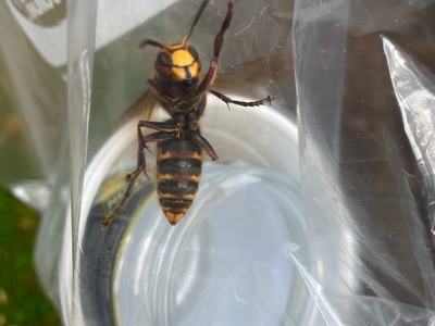 European hornet