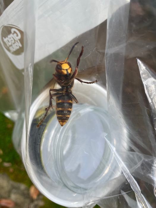 European hornet 