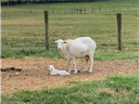 Ewe standing beside a newborn lamb lying on ground in a fenced grassy field