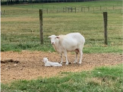 Ewe standing beside a newborn lamb lying on ground in a fenced grassy field