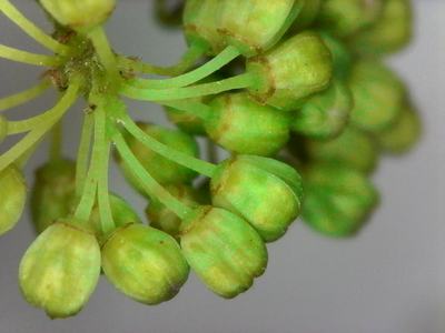 Muscadine flower clusters