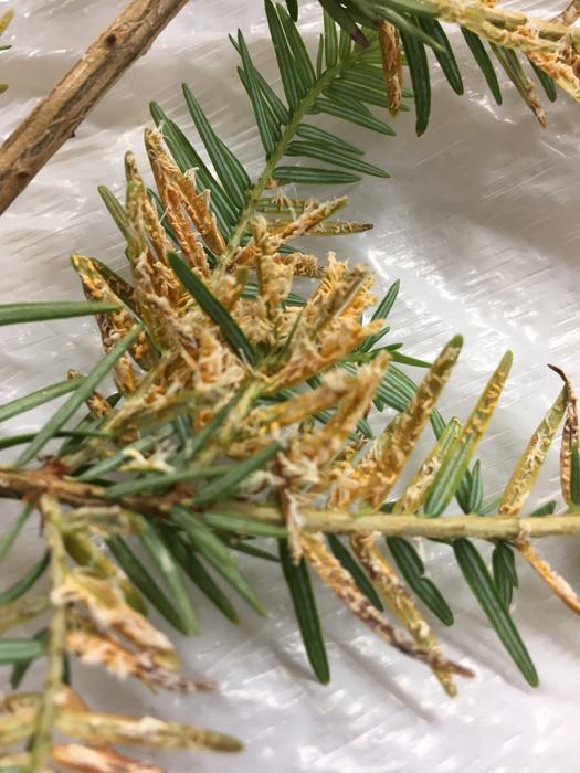 Hemlock hydrangea rust close-up