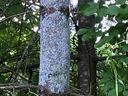 Pine Bark Adelgid Insects on white pine