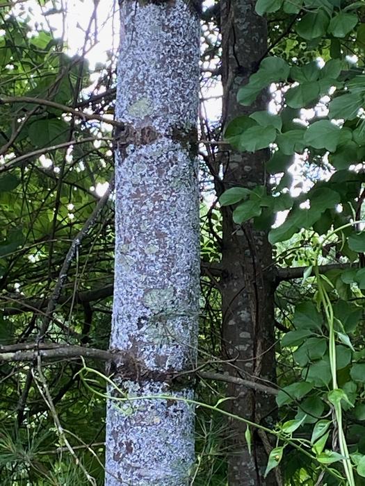 Pine Bark Adelgid Insects on white pine