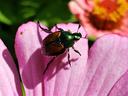 japanesebeetle