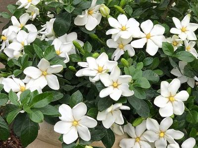 Kleims Hardy Gardenia with white blooms